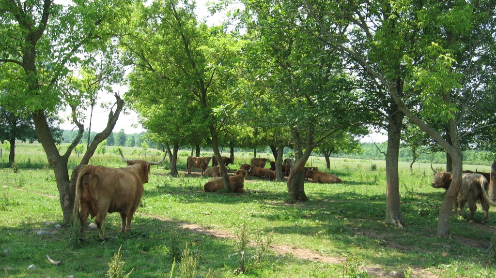 ridgeville farms 2012 004