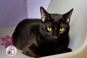 Barrett--Simba black cat