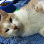 T-08-2014 mccmc (Pets) (3)