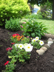 Library garden 1 for web