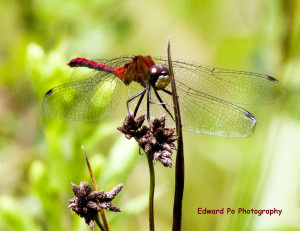 Ed Po's dragonfly red