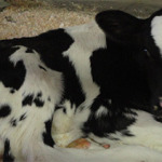 Fms-19-2014 mccmc (Fourth Annual Farm Days Event) (3)