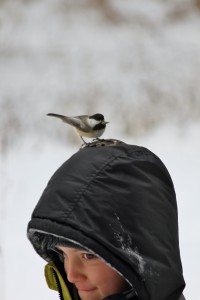 3-15 Through the Eyes of a Bird, March 24