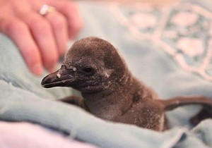 The fourth Humboldt chick hatched at the Rosamond Gifford Zoo (photo by Maria Simmons)