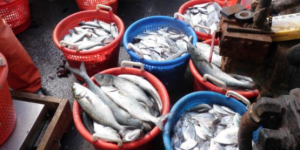 Long Island Catch (2)