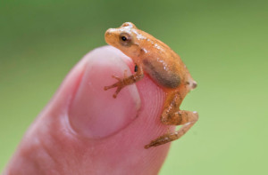 spring-peepers-1