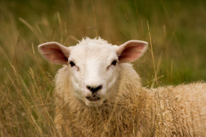 sheep in the long grass