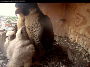 PeregrineFalconUticaHatchlings2015