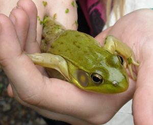 GreenFrog.jsherlockfishman