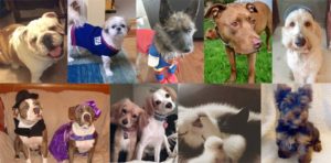 Pet Phot contest