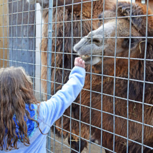 A young girl feeds Nigel the Bactrian camel during an animal encounter at the Utica Zoo.