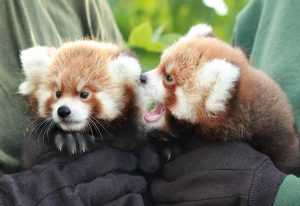 Red panda cubs Ravi and Amiya were born June 27 at the Rosamond Gifford Zoo (photo by Maria Simmons)