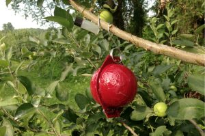 applemaggottrapawallis3005