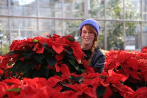 Horticulture student Cora Bechteler prepares a colorful crop of poinsettias on sale now at Morrisville State College. Photo courtesy Ken Chapman.