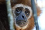 white-handed-gibbon