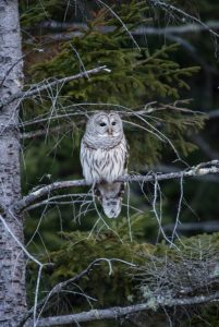 A barred owl perches on an evergreen. Listen for these majestic birds during the “Owl Prowl” hosted by Friends of Rogers on Feb. 11. Photo courtesy Wells Horton