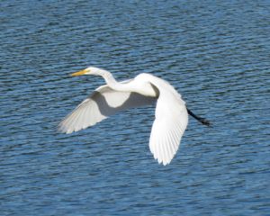 Great Egret